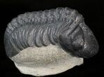 Reedops Trilobite On Pedestal Of Rock #43516-1